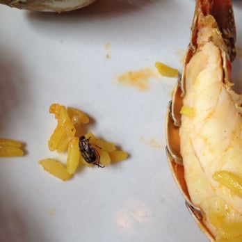 Mallorca - the cockroch I found in my meal! Worst attitude and worst not clean - Spanish Near Me - Cleveland, Ohio Mallorca - the cockroch I found in my meal! Worst attitude and worst not clean - Spanish Near Me - Cleveland, Ohio