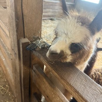 Action Wildlife Foundation - Alpaca are so cute - Community Service/Non-Profit Near Me - Goshen, Connecticut