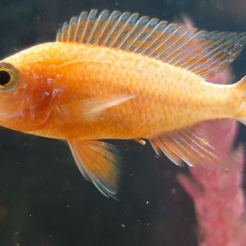 Fish World - Pet Stores Near Me - Liberal, Kansas