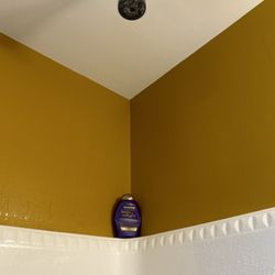 Ocean Beach Rental Agency - Black mold everywhere