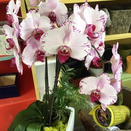 Orchids