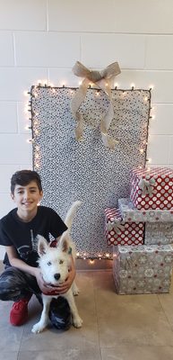 affordable animal hospital of orange