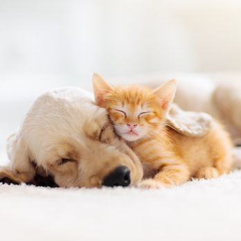 Neighborhood Veterinary Centers - Veterinarians Near Me - Richmond, Texas Neighborhood Veterinary Centers - Veterinarians Near Me - Richmond, Texas