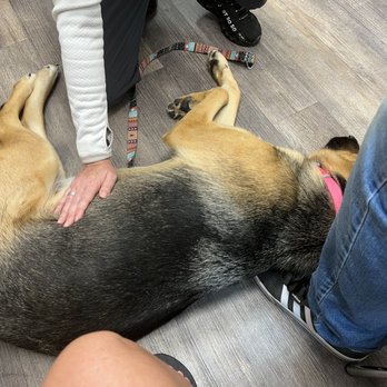 ZippiVet - So gentle and sweet with her. - Veterinarians Near Me - Hutto, Texas ZippiVet - So gentle and sweet with her. - Veterinarians Near Me - Hutto, Texas