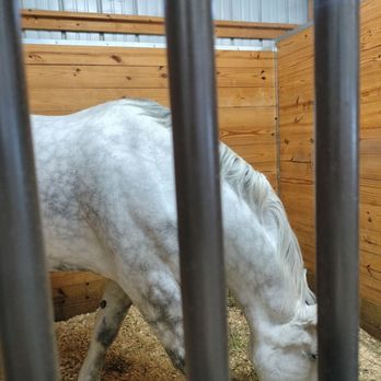 Erie County Fair - Belgian draft horse @ 2025 Erie County Fair. - Festivals Near Me - Hamburg, New York