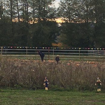 Briscot Farms - Pumpkin patch - Pumpkin Patches Near Me - Kent, Washington