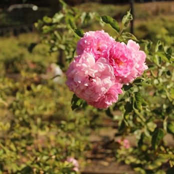 The Berkeley Rose Garden - Botanical Gardens Near Me - Berkeley, California The Berkeley Rose Garden - Botanical Gardens Near Me - Berkeley, California