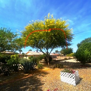 Chips Tree & Landscape - Everything above the red line was eliminated. - Tree Services Near Me - Glendale, Arizona