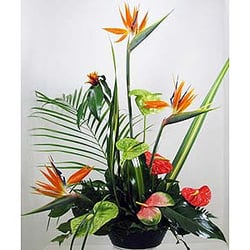 Huddart Floral - Our tropicals are imported direct from the big island of Hawaii