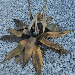 Plants Direct Nursery - Diseased/damaged Agave 15 Gal