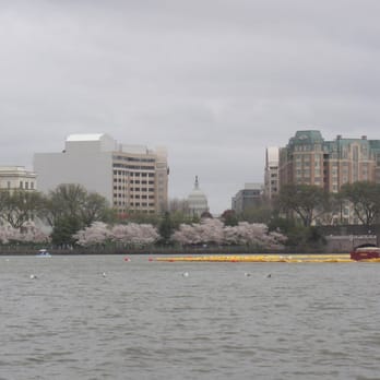 Tidal Basin Paddle Boats - Boating Near Me - Washington, DC, District of Columbia Tidal Basin Paddle Boats - Boating Near Me - Washington, DC, District of Columbia