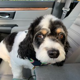 Picking up from the groomer! Picking up from the groomer!