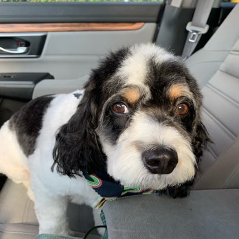 Pet Care Plus - Picking up from the groomer! - Pet Groomers Near Me - Chicago, Illinois Pet Care Plus - Picking up from the groomer! - Pet Groomers Near Me - Chicago, Illinois