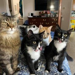 Cindy McGonagle - A key to your cat's happiness is understanding family dynamics
