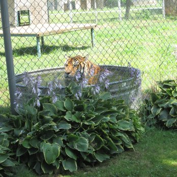 Noah's Lost Ark Animal Park - Zoos Near Me - North Benton, Ohio Noah's Lost Ark Animal Park - Zoos Near Me - North Benton, Ohio