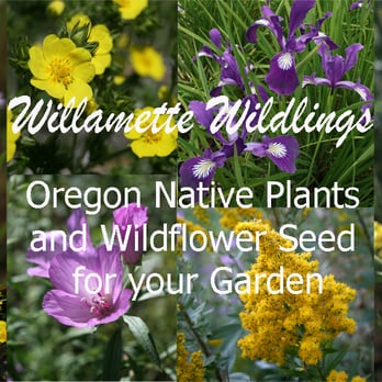 Willamette Wildlings Native Plant Nursery - Nurseries & Gardening Near Me - Creswell, Oregon Willamette Wildlings Native Plant Nursery - Nurseries & Gardening Near Me - Creswell, Oregon