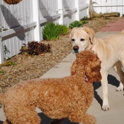 Baker's Dog House - playtime in early spring 2012
