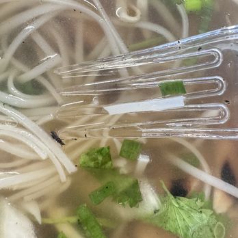 Banh Mi Up - This was a baby roach in chicken PHO! Please be careful eating here! I have no words right now. Idk if I ate more before realizing this one. - Vietnamese Near Me - Portland, Oregon Banh Mi Up - This was a baby roach in chicken PHO! Please be careful eating here! I have no words right now. Idk if I ate more before realizing this one. - Vietnamese Near Me - Portland, Oregon