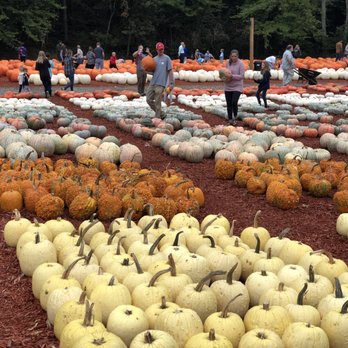 Burt's Pumpkin Farm - Fruits & Veggies Near Me - Dawsonville, Georgia Burt's Pumpkin Farm - Fruits & Veggies Near Me - Dawsonville, Georgia