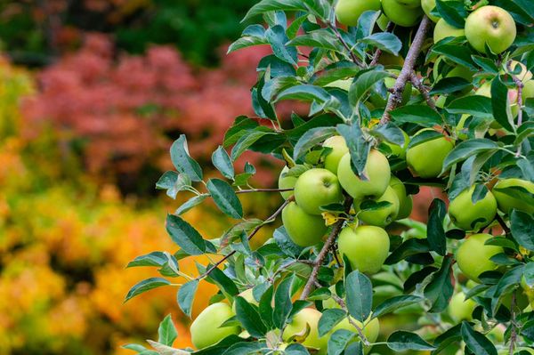 Apple Barrel Orchards by null