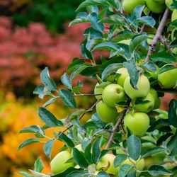 Apple Barrel Orchards