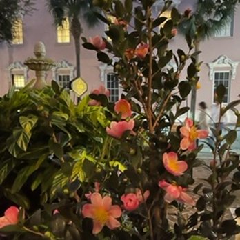 Husk - Landscaping at Husk - American Near Me - Charleston, South Carolina Husk - Landscaping at Husk - American Near Me - Charleston, South Carolina