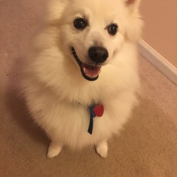 Lowcountry Pet Sitters - We love all pets, big and small - Dog Walkers Near Me - Ladson, South Carolina Lowcountry Pet Sitters - We love all pets, big and small - Dog Walkers Near Me - Ladson, South Carolina