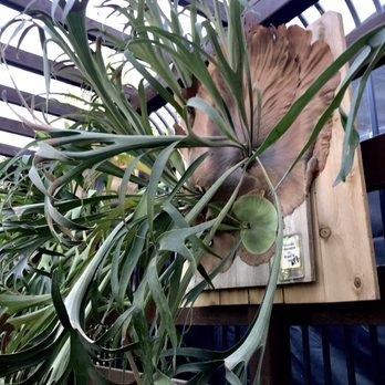 Upland Nursery - Huge Staghorn Ferns all over - Nurseries & Gardening Near Me - Orange, California Upland Nursery - Huge Staghorn Ferns all over - Nurseries & Gardening Near Me - Orange, California