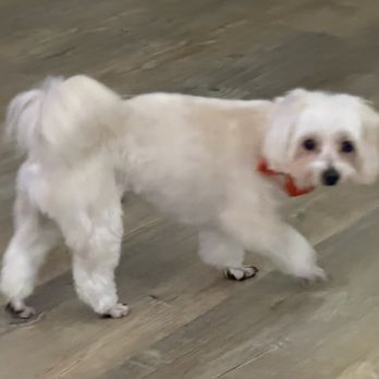 Lush Spaw - Pet Groomers Near Me - San Jose, California