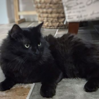 Henderson Animal Care and Control Facility - Our adopted cat, comfy in her new home - Animal Shelters Near Me - Henderson, Nevada Henderson Animal Care and Control Facility - Our adopted cat, comfy in her new home - Animal Shelters Near Me - Henderson, Nevada