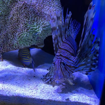 Nemo Aquarium - Lion fish!  I got a kick out of all their fish they had, this one stuck out the most to me - Aquarium Services Near Me - Lilburn, Georgia
