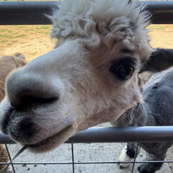 Ogden Alpaca farm - Food Tours Near Me Ogden Alpaca farm - Food Tours Near Me