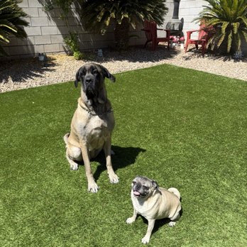Sparkly Turf - Clean turf! - Artificial Turf Near Me Sparkly Turf - Clean turf! - Artificial Turf Near Me