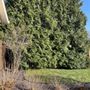 Photo of Brammer Tree Service and Stump Removal