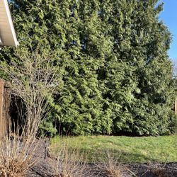 Brammer Tree Service and Stump Removal - Before