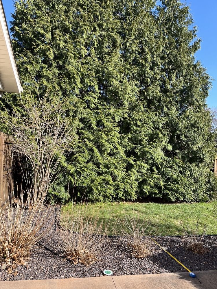 Brammer Tree Service and Stump Removal - tree service in Rochester, IL