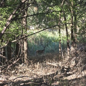 Hamilton Greenbelt - Deer. - Hiking Near Me - Lakeway, Texas Hamilton Greenbelt - Deer. - Hiking Near Me - Lakeway, Texas