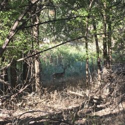 Hamilton Greenbelt - Deer.