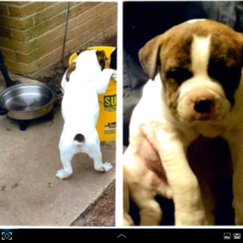 Pets Plus - Cute bulldog - Pet Stores Near Me - Stafford, Virginia Pets Plus - Cute bulldog - Pet Stores Near Me - Stafford, Virginia