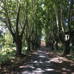 Château de Roussan - Drive up to the Chateau. Lined with large Sycamore trees.