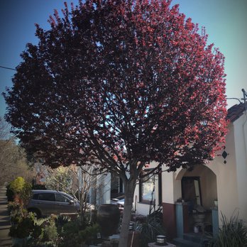 FC Tree Services - My ornamental Plum. Observe how beautiful the crown is. - Tree Services Near Me FC Tree Services - My ornamental Plum. Observe how beautiful the crown is. - Tree Services Near Me
