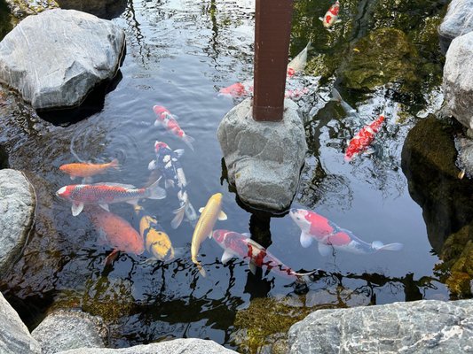 Japanese Friendship Garden & Museum by null