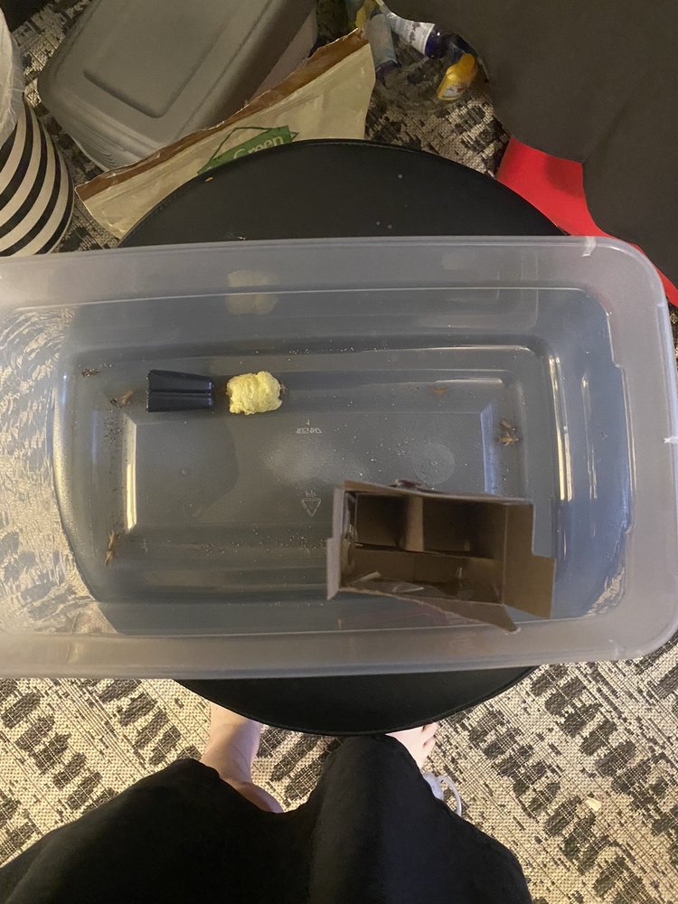 PETSENSE Updated June 2024 4955 Bill Gardner Pkwy, Locust Grove, Pet Groomers