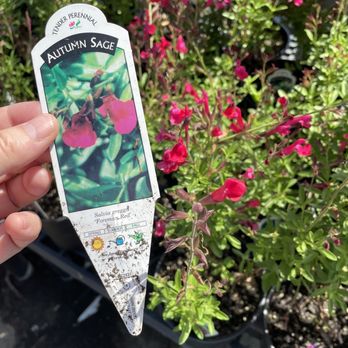 Bruce Miller Nursery - Autumn Sage (Salvia) - Nurseries & Gardening Near Me - Richardson, Texas
