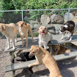 Ruff Life - Cooper's pack!