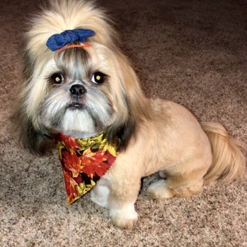Pro-Groom - Pet Groomers Near Me - Roseville, California Pro-Groom - Pet Groomers Near Me - Roseville, California