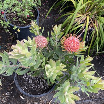 Nick's Nursery - Nurseries & Gardening Near Me - Sun Valley, California