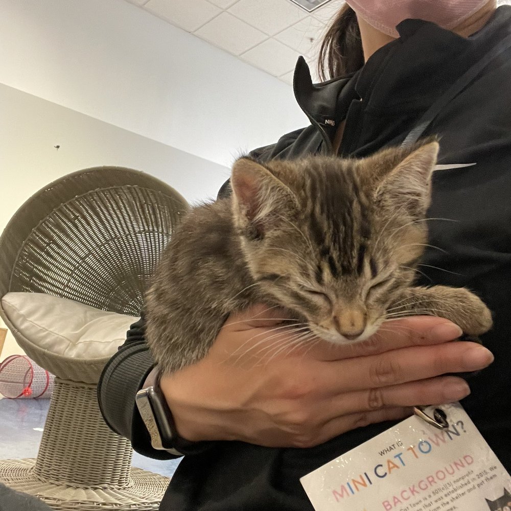 Mini Cat Town - Pet Adoption Near Me - San Jose, California Mini Cat Town - Pet Adoption Near Me - San Jose, California