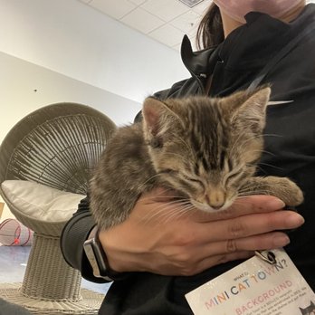 Mini Cat Town - Pet Adoption Near Me - San Jose, California