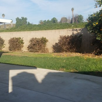 Ezra Tree Service - Overgrown backyard. BEFORE - Tree Services Near Me Ezra Tree Service - Overgrown backyard. BEFORE - Tree Services Near Me